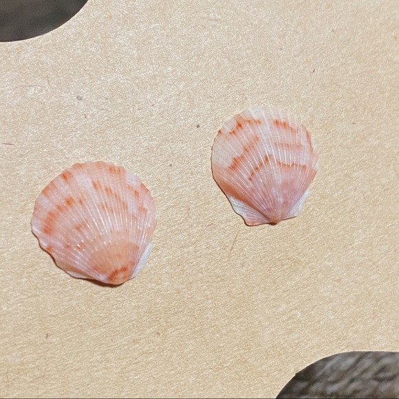 Authentic Real Seashells Earrings Jewelry Pensacola Florida Beach Sea Shells - Picture 1 of 5